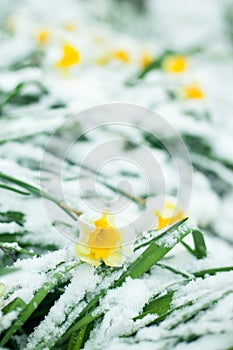 Frozen spring first blossom flower, floral vintage winter background, macro image. Blooming flowers under a snow in spring