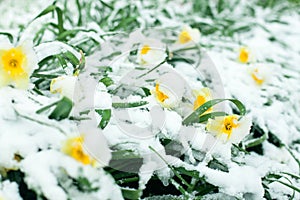 Frozen spring first blossom flower, floral vintage winter background, macro image. Blooming flowers under a snow in spring