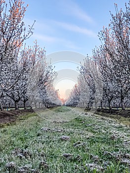 Frozen Springtime Orchards Landscape in Modesto a California