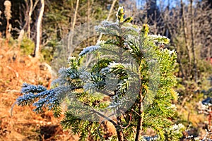 Frozen spruce branch