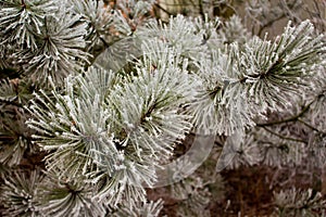 Frozen spruce trees and branches