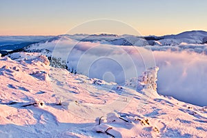 Frozen spruce trees on the hill Kosarisko in Low Tatras mountains