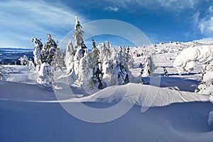 Frozen spruce trees in Ondrejska Hola in Low Tatras mountains