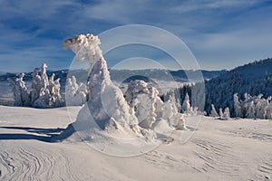 Frozen spruce trees on Zazriva peak on Mala Fatra mountains near Martinske Hole