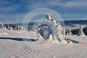 Frozen spruce trees on Zazriva peak on Mala Fatra mountains near Martinske Hole