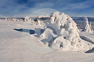 Zamrznuté smreky na vrchu Zázrivá na Malej Fatre pri Martinských holiach