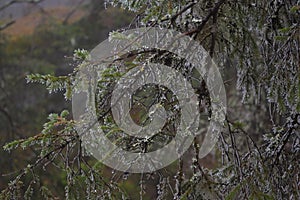 Frozen spurce branch in the forest