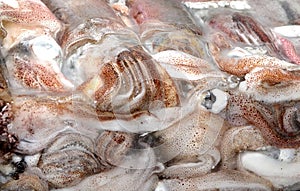 Frozen squid from the Indian Ocean