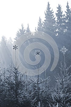 Frozen star peaks on firs photo