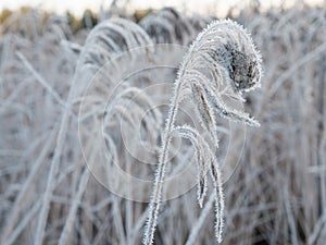Frozen stems of common reed