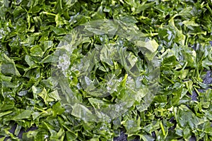 frozen for storing green spice parsley on the table photo