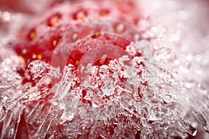 Frozen strawberry selectived focus