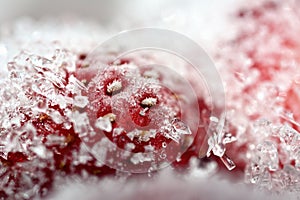 Frozen strawberry selectived focus