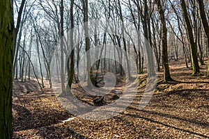 Frozen stream in huge trough in forest in late february winter with fog, sun beams and long tree shadows