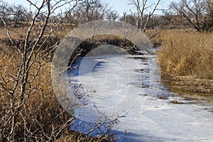 Frozen stream and thorny locust tree, rural Kansas