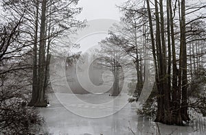 Frozen Stumpy Lake with Fog
