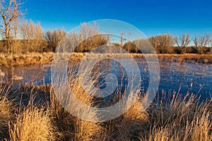 Frozen Swamp and Golden Grass photo