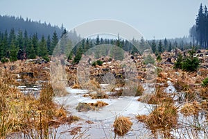 Frozen swamp in Harz mountains