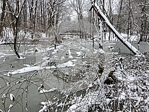 Frozen Swamp in Winter in January