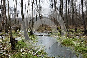 Frozen swampy forest with grass and broken trees