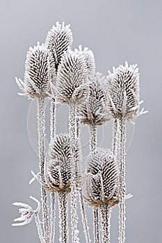 Frozen teasels Dipsacus fullonum