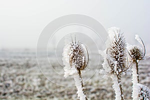 Frozen teasels