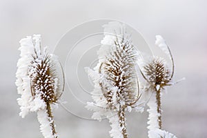 Frozen teasels