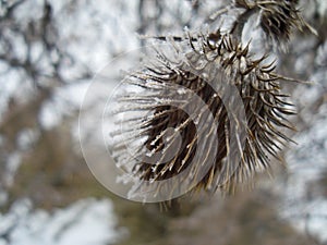 Frozen thorn with ice on barbs