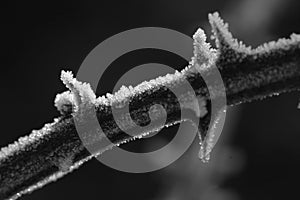 Frozen thorns