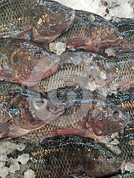 Frozen tilapia fish photo