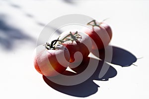 Frozen tomatoes isolated on white