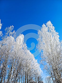 Frozen tops of birches on a sunny frosty winter day against the blue sky