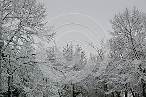 Frozen treas ` a perfect winter city park trees image photo