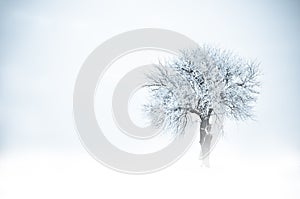 Frozen tree