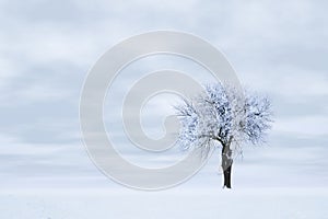 Frozen tree