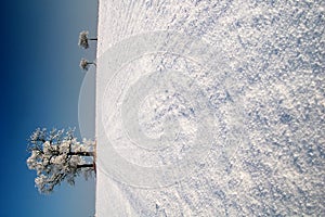 Frozen tree