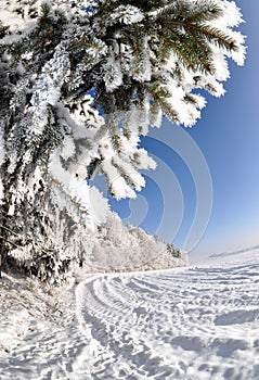 Frozen tree