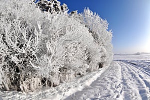 Frozen tree