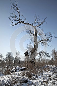 Frozen tree