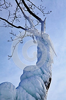 Frozen tree