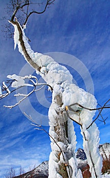 Frozen tree