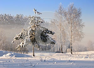 Frozen tree