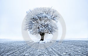 Frozen tree