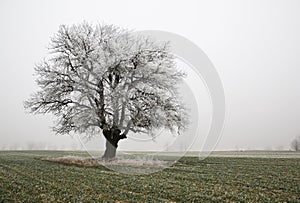 Frozen tree