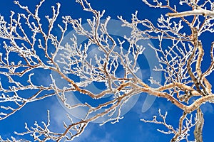 Frozen Tree and Blue Sky