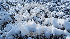 Frozen tree branch covered with snow