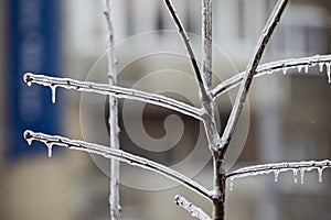 Frozen tree branch in ice