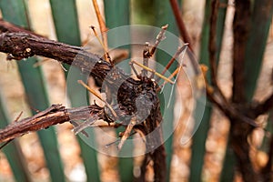 Frozen tree branch in ice