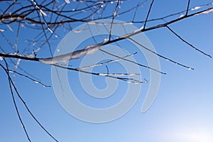 Frozen tree branch in winter on blue sky