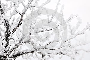 Frozen tree branches